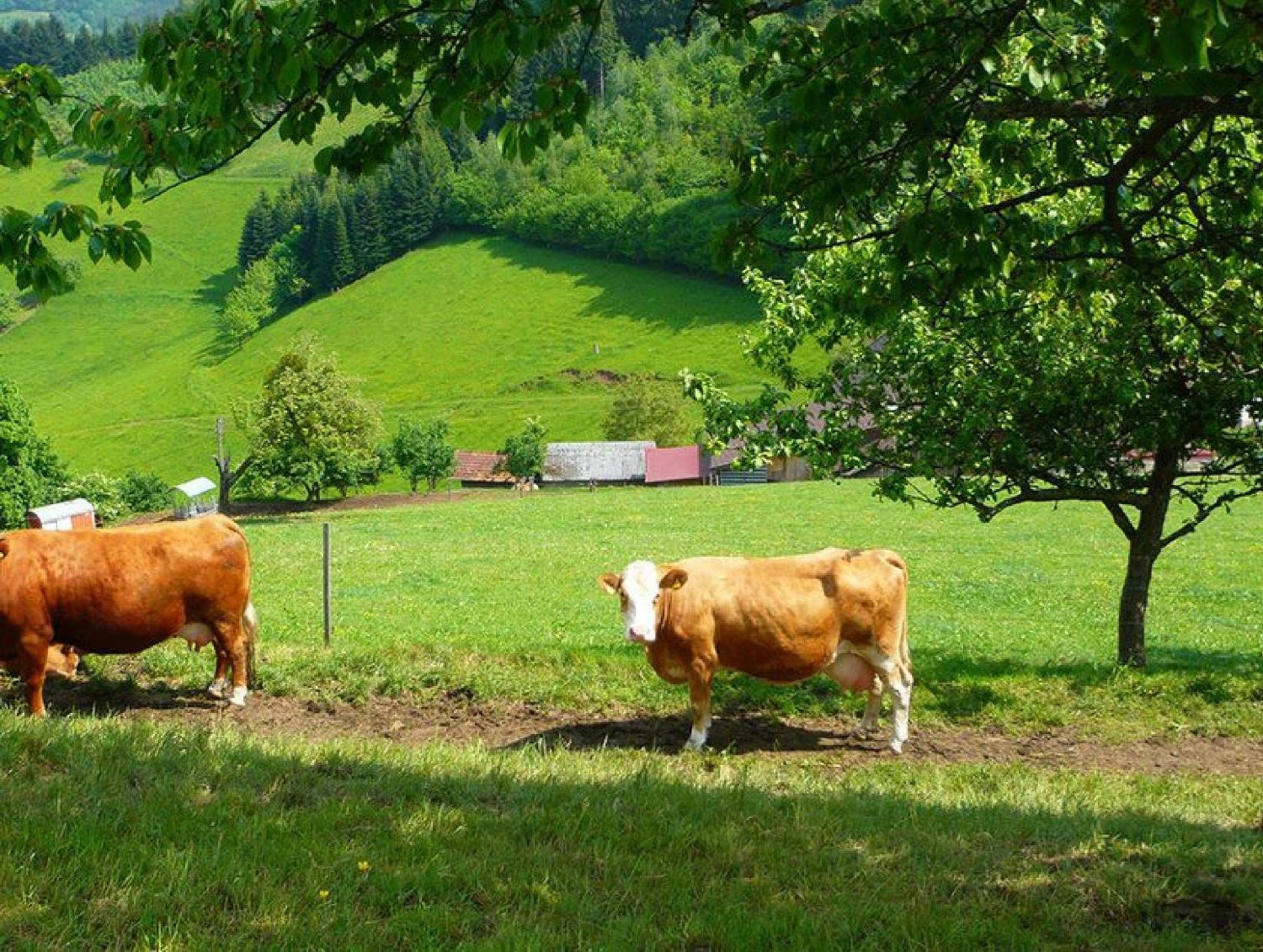 Apartmán Ziegelhof Schuttertal Exteriér fotografie
